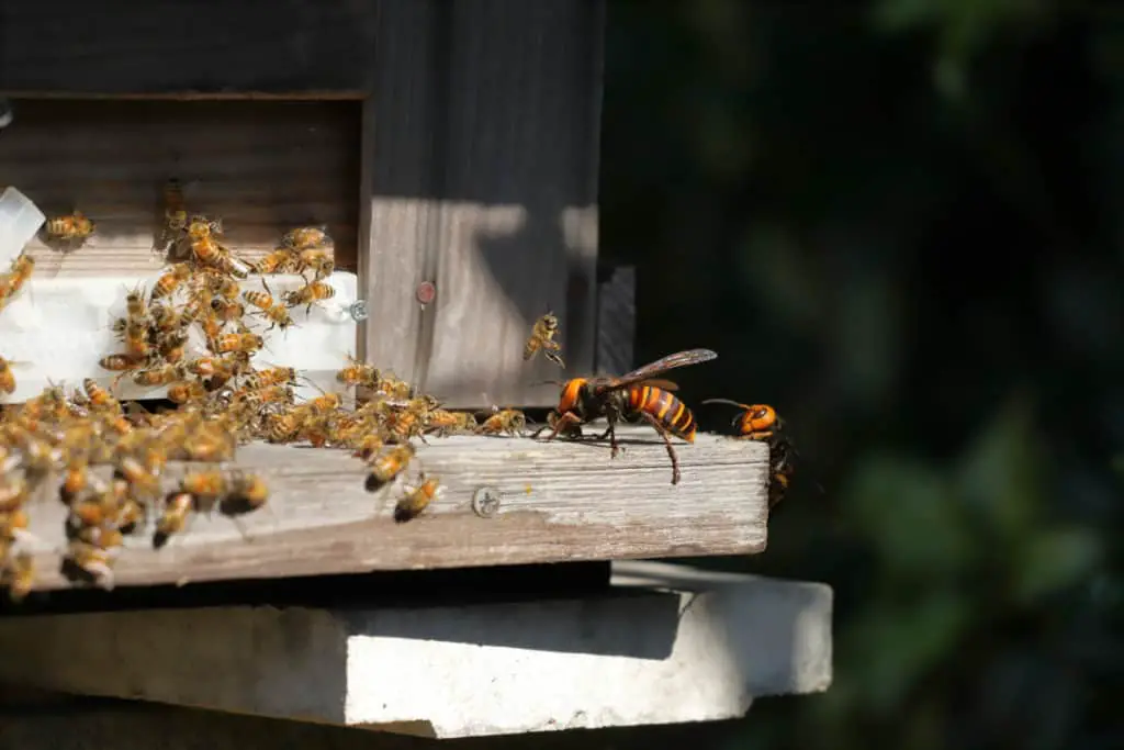 Murder Hornets attacking a beehive