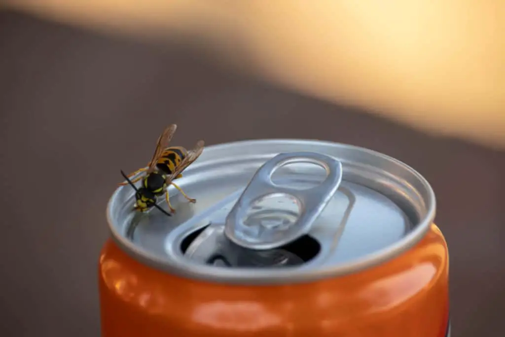 Wasp drinking soda