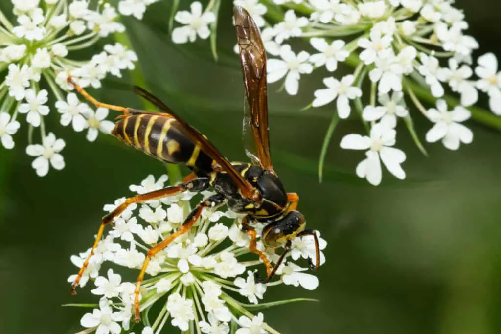 Northern Paper Wasp on white flower 