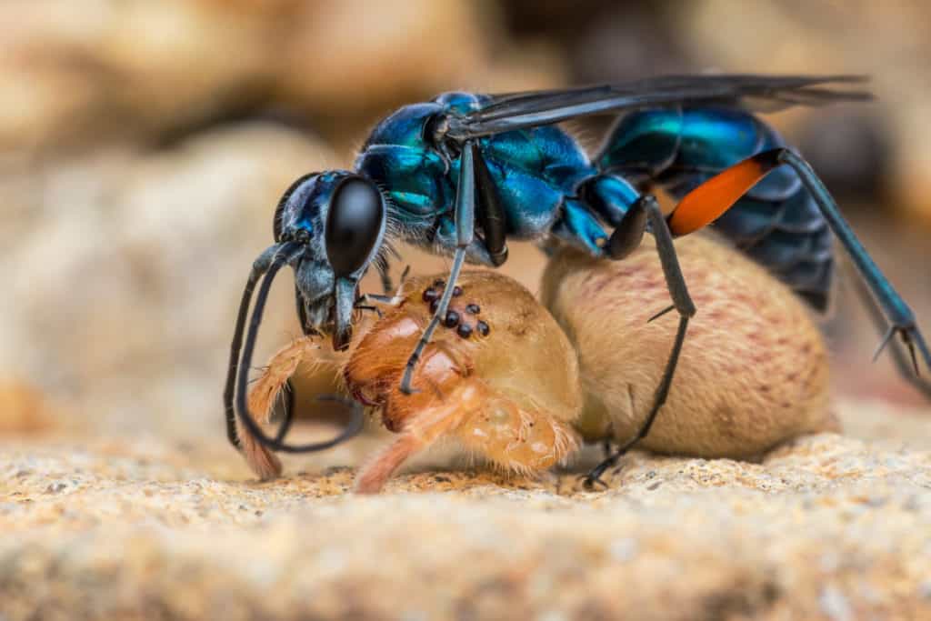 Blue Spider wasp with its prey