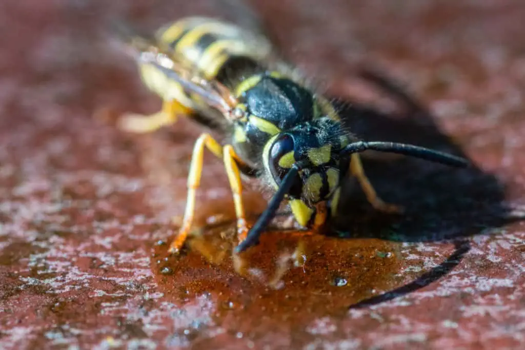 Wasp eating honey
