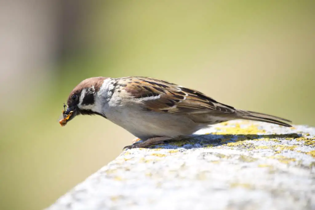 Sparrow eating a wasp