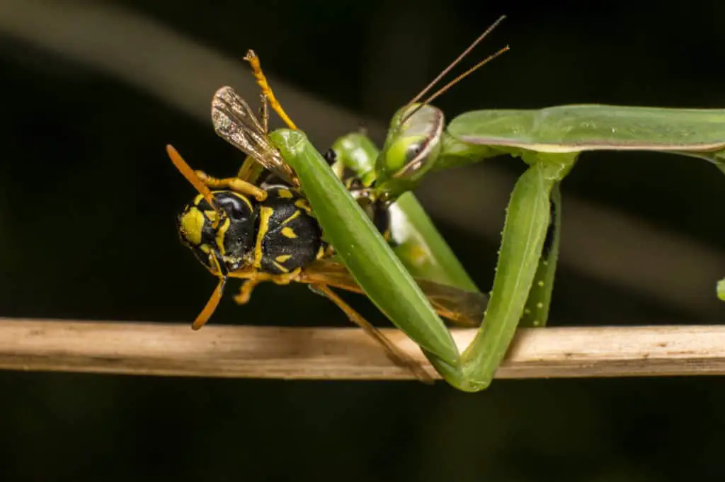 Praying Mantis eating a wasp
