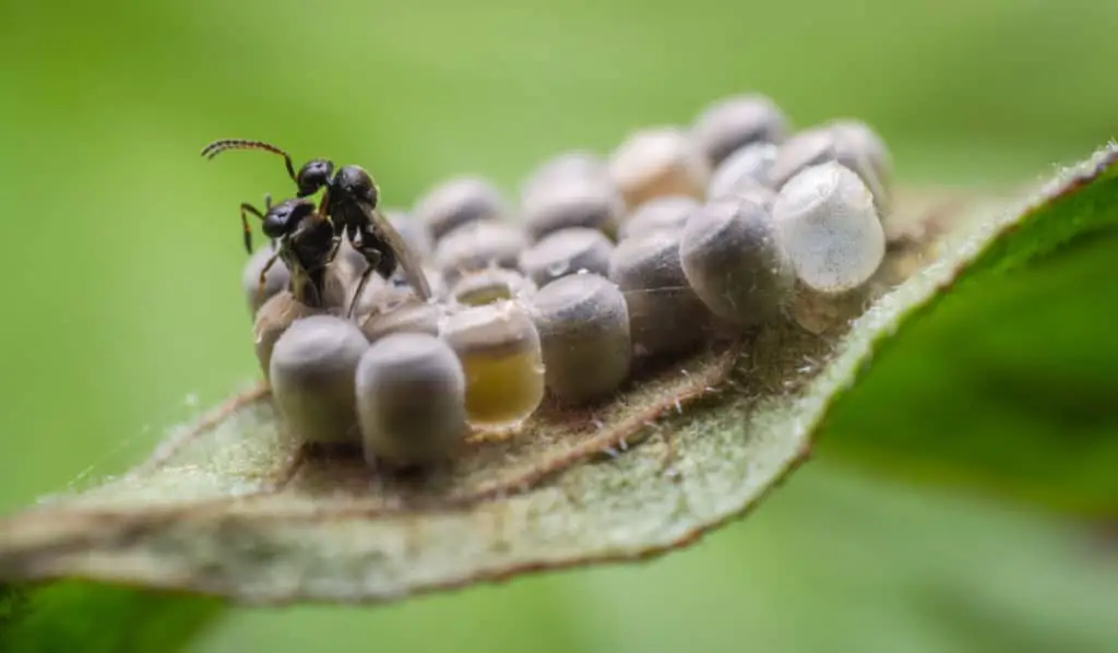 Parasitoid Wasps hatching from stink bug eggs