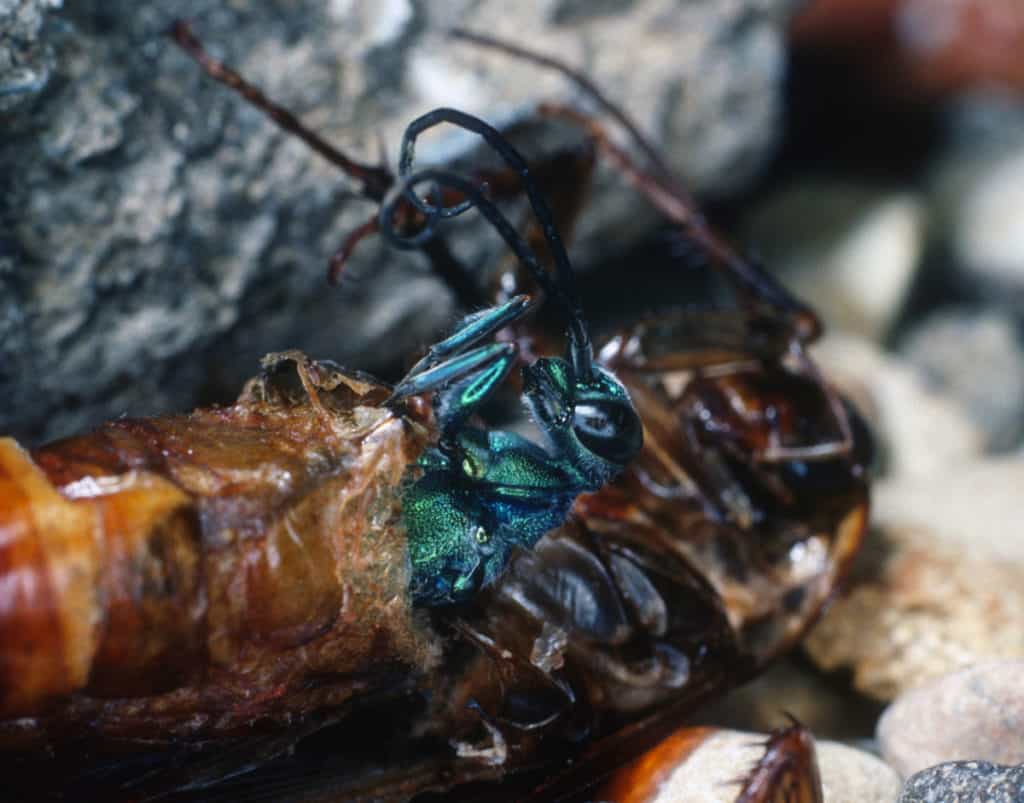 Jewel wasp emerging from a cockroach