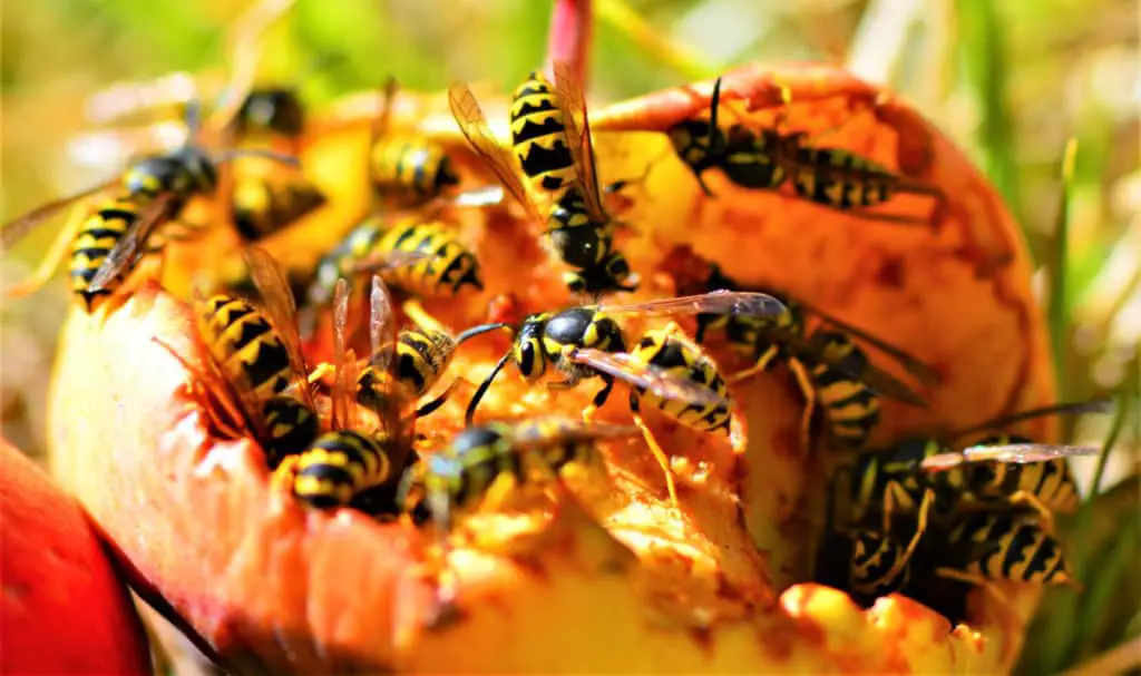 Yellowjackets eating fruit