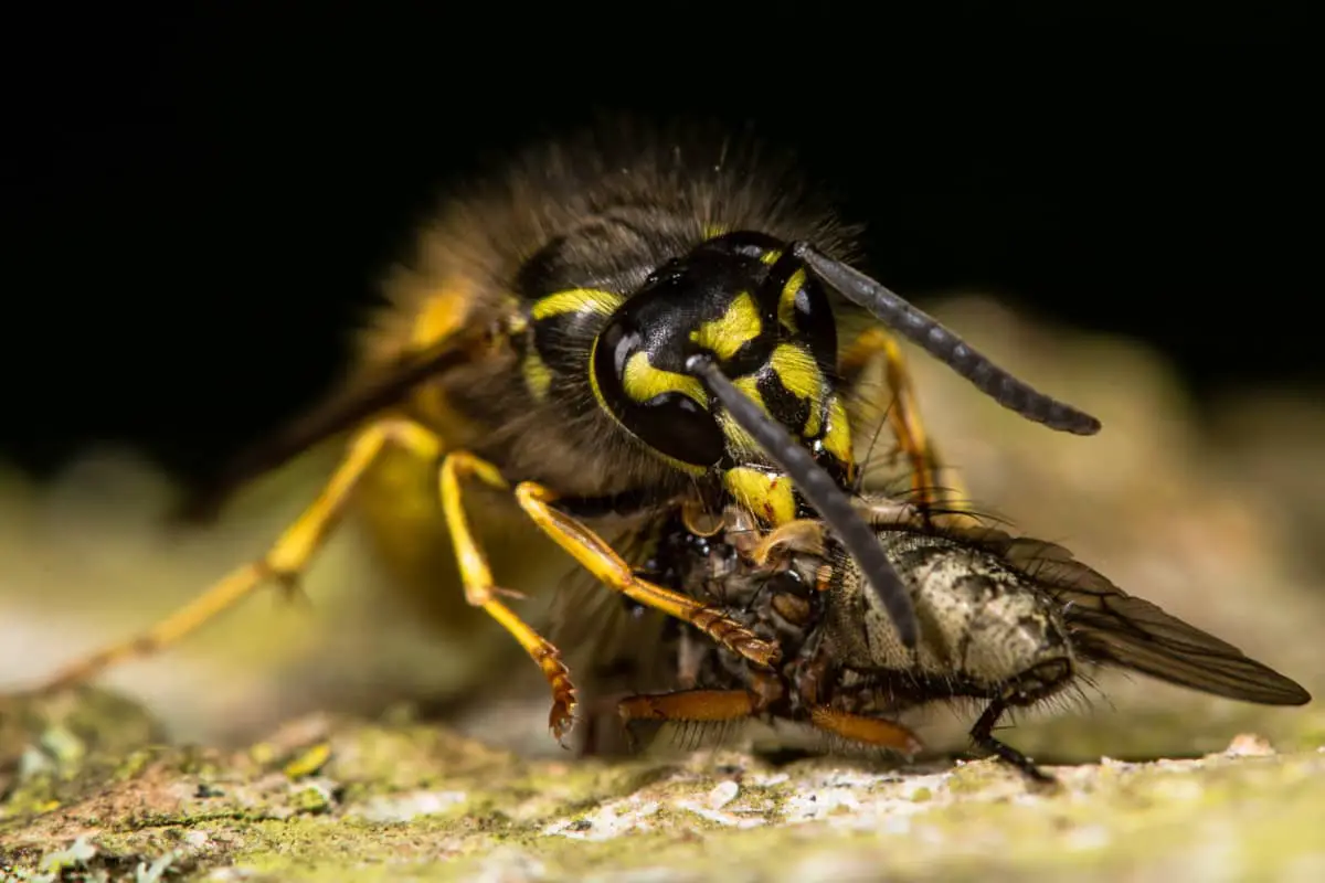 What Do Wasps Eat?