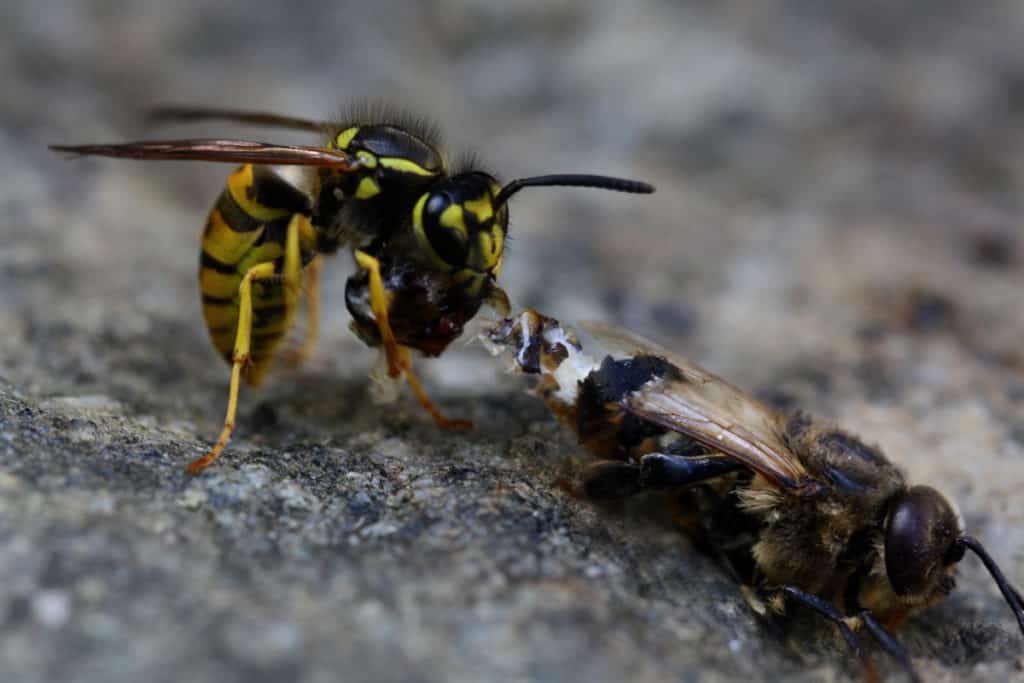 Yellowjacket killing a bee