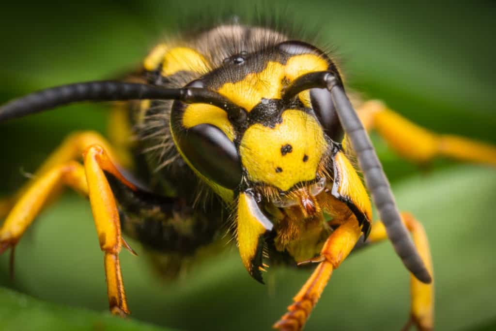 Yellowjacket Close up Mandibles