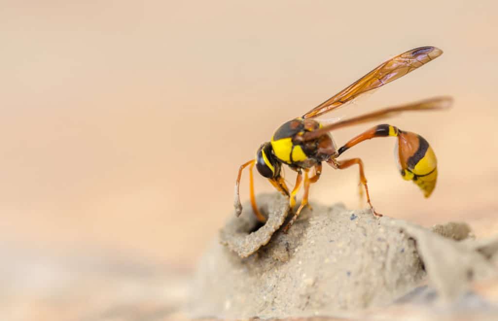 Potter Wasp Building Nest