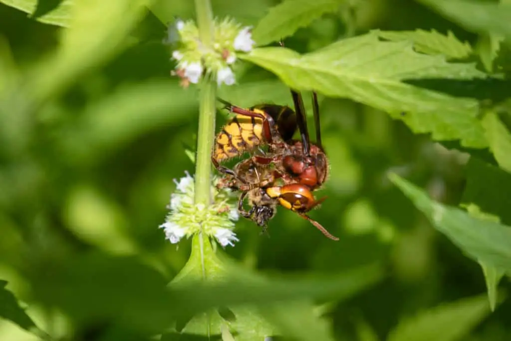 European wasp preying on a honey bee