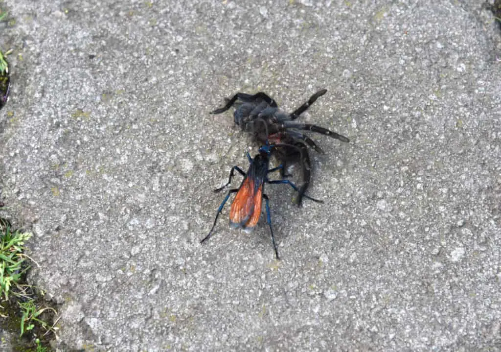 Tarantula Hawk wasp preying on a tarantula