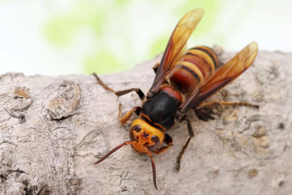 Giant Asian Hornet