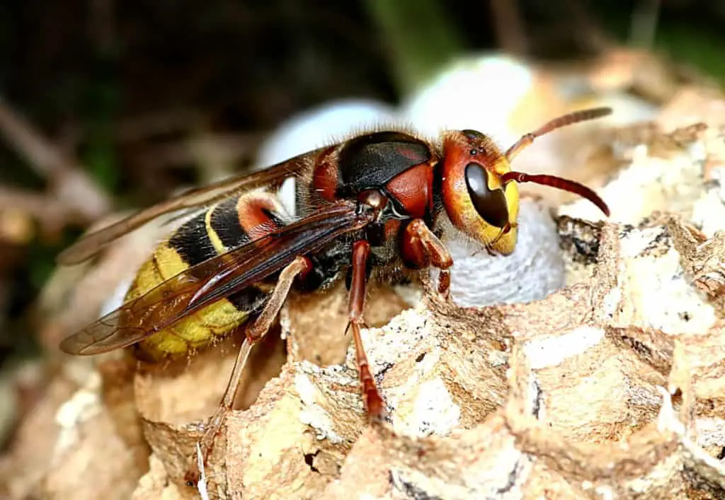 The European Hornet