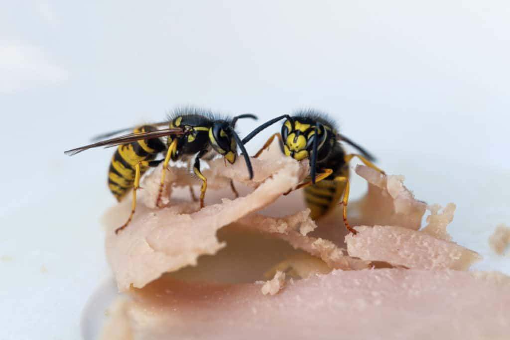 Wasps eating Ham