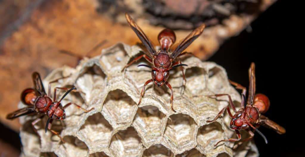 Red wasps on their nest