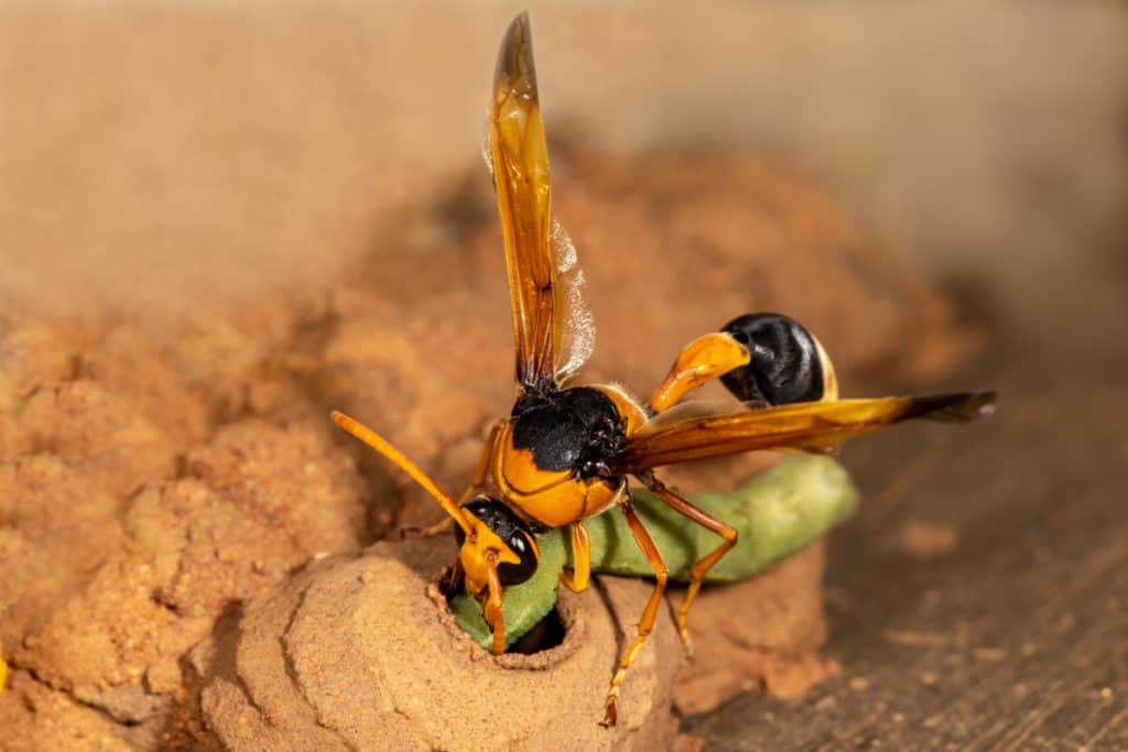 Orange Potter wasp bringing food back to her nest