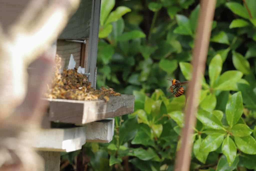 Giant Asian hornet snatching a bee out of mid air