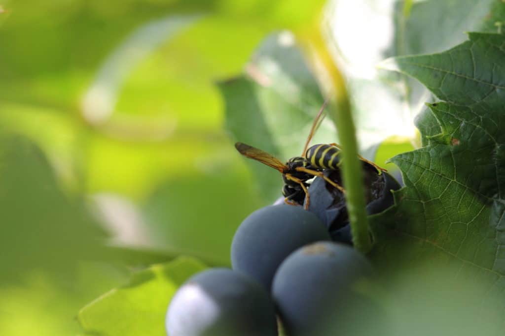 Wasp eating Grapes