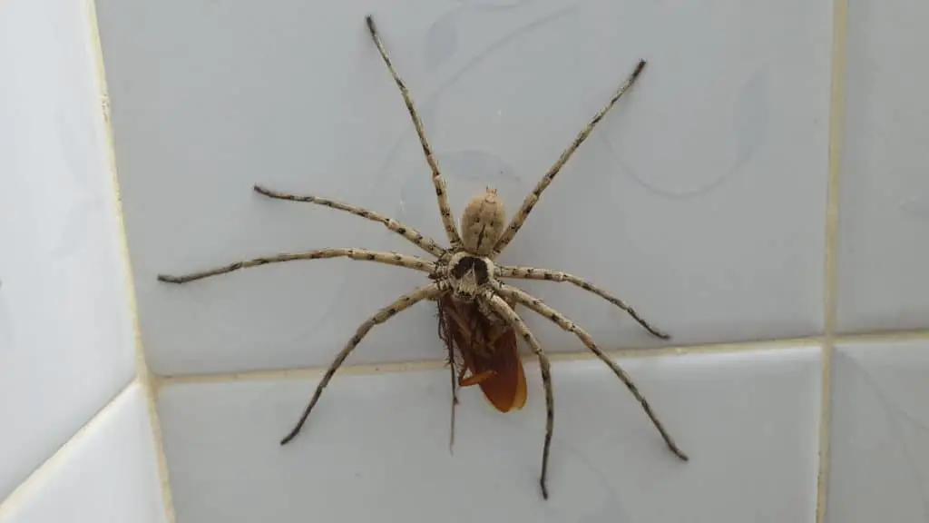 Huntsman catching a cockroach on wall tiles