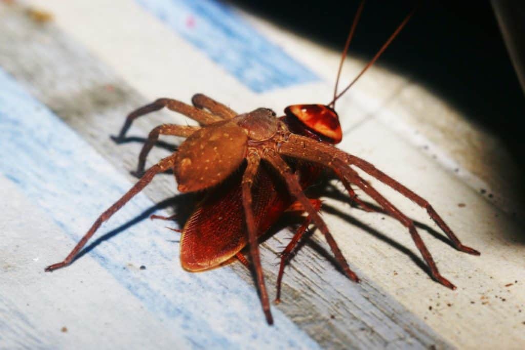 Huntsman spider capturing a cockroach