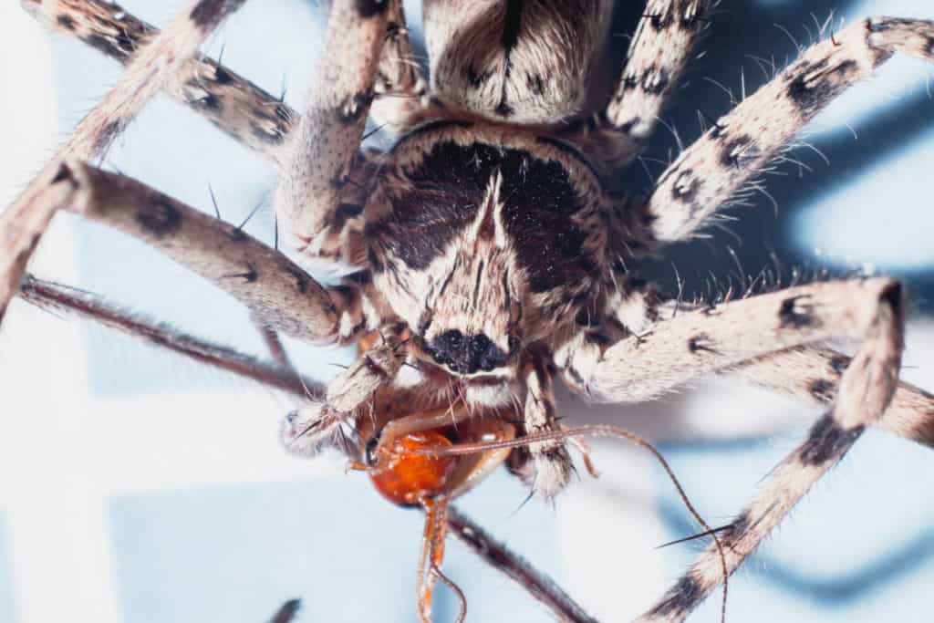 Huntsman devouring a cockroach