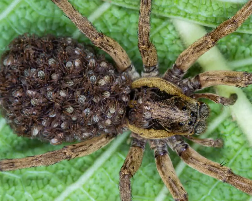 Wolf spider carrying her spiderlings