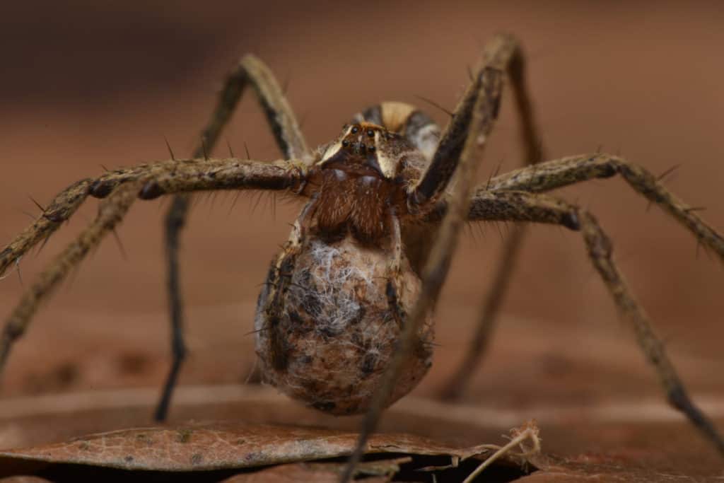 Nursery Spider carrying her eggs