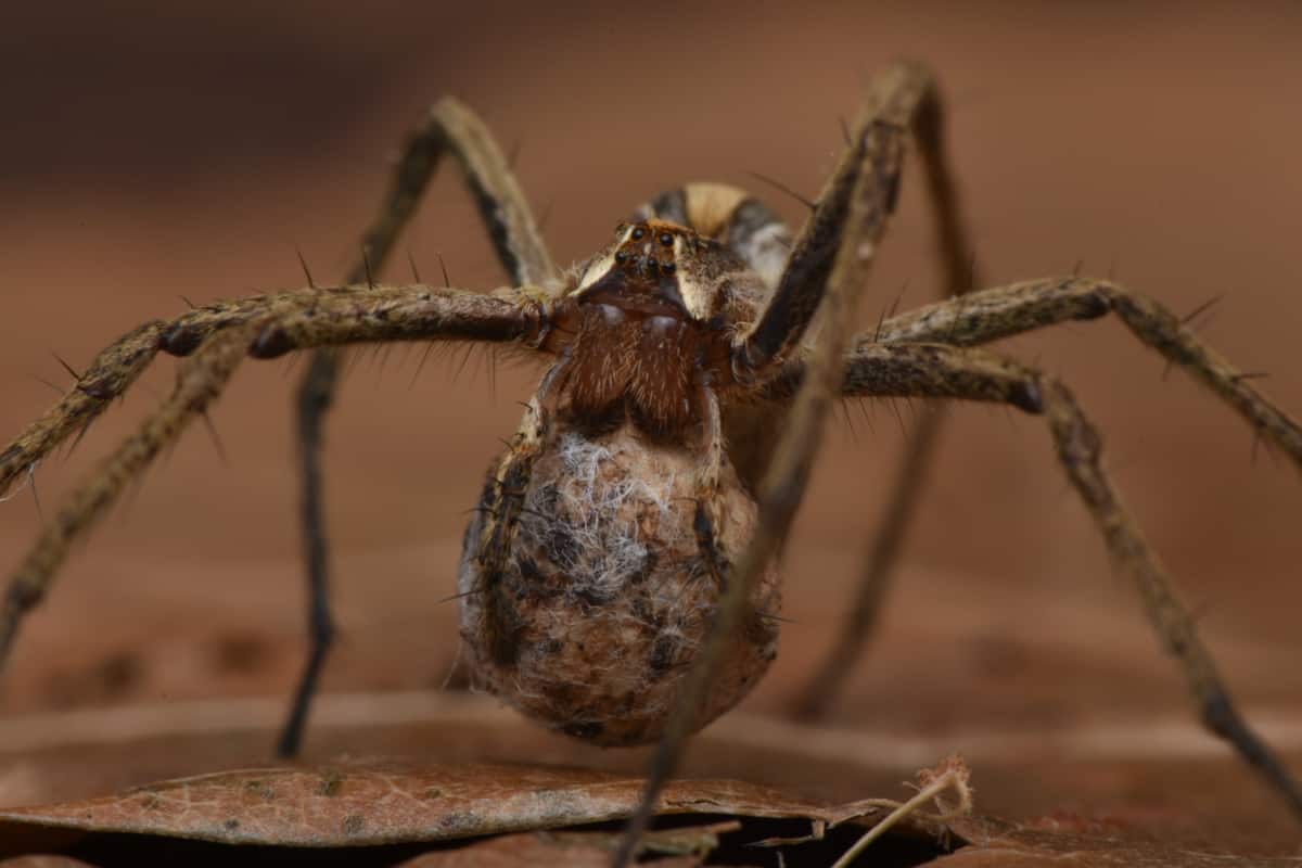 How Long Does It Take For Spider Eggs To Hatch