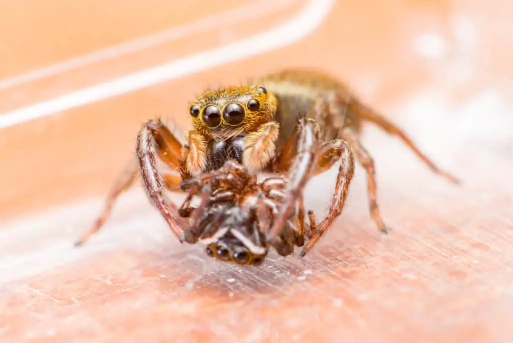 Female jumping spider eating the male jumping spider