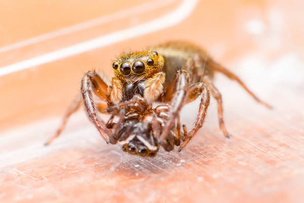 how-long-does-it-take-for-spider-eggs-to-hatch-whatbugisthat