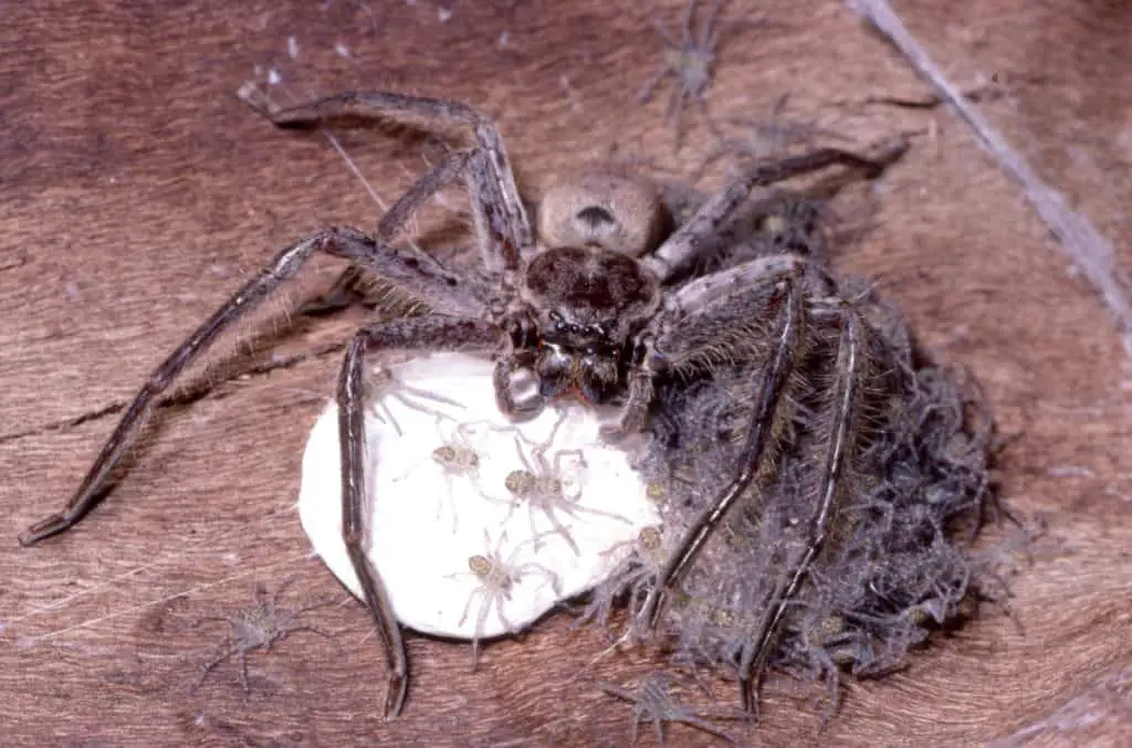 Huntsman spider with hatching spiderlings