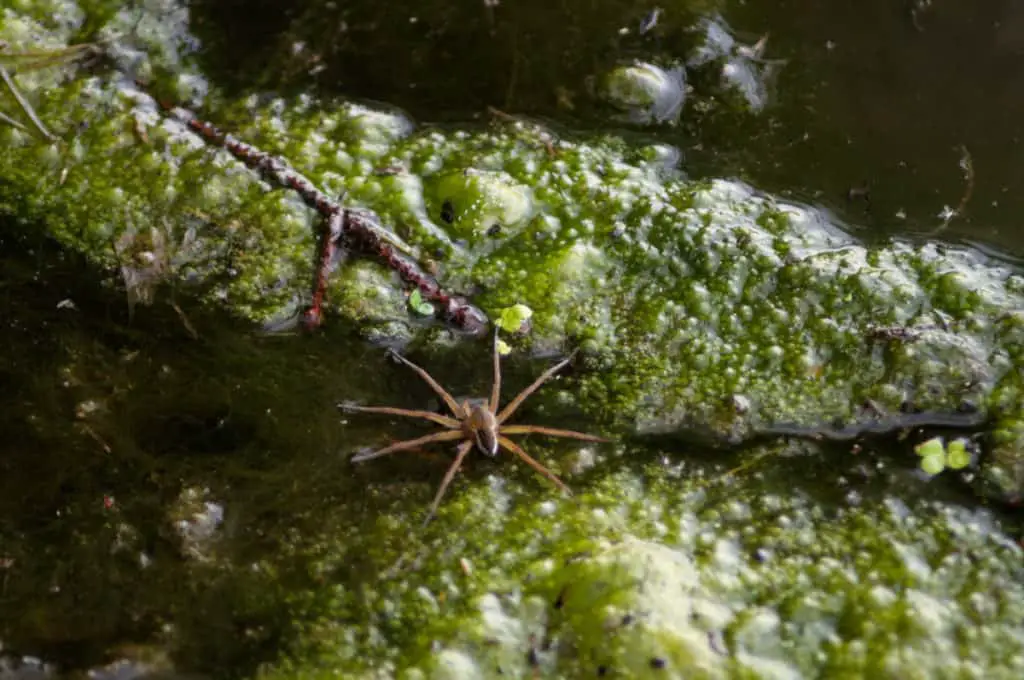 The raft spider