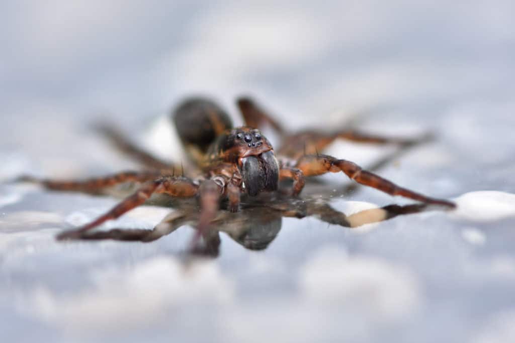 Can Spiders Swim? Let’s See Who Can and Who Can’t. WhatBugIsThat