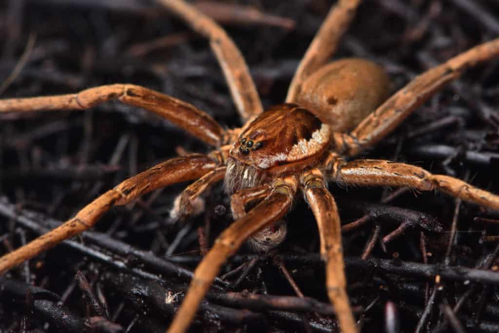 The Giant Fishing Spider