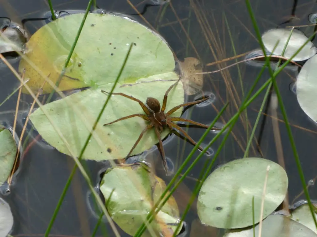 Water spider hunting