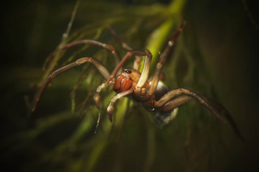 The diving bell spider