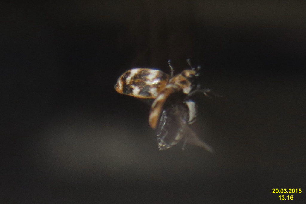 Carpet beetle in flight