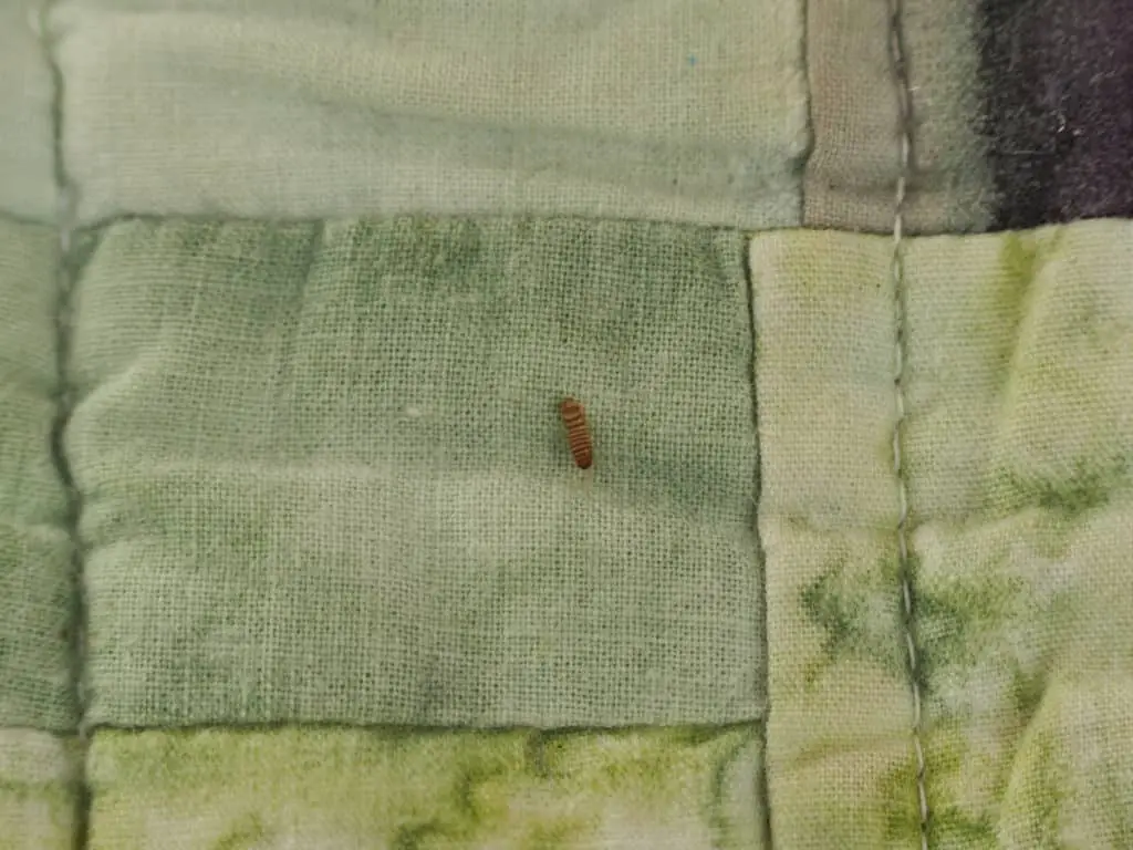 Carpet beetle larvae on a rug