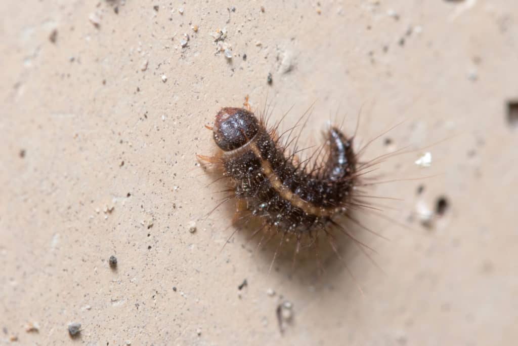 Do Carpet Beetle Larvae Bite? WhatBugIsThat