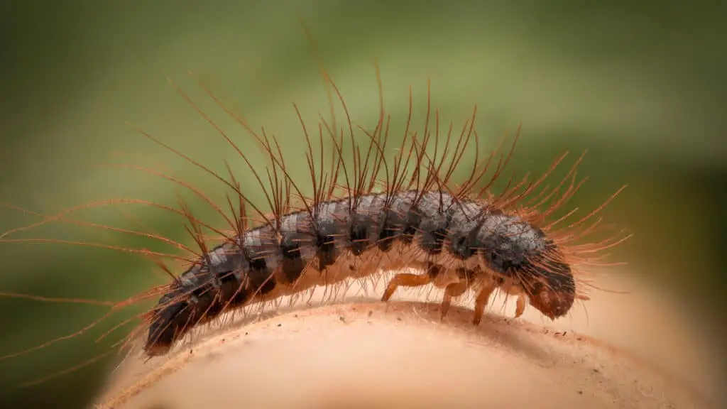Carpet beetle larvae close up 