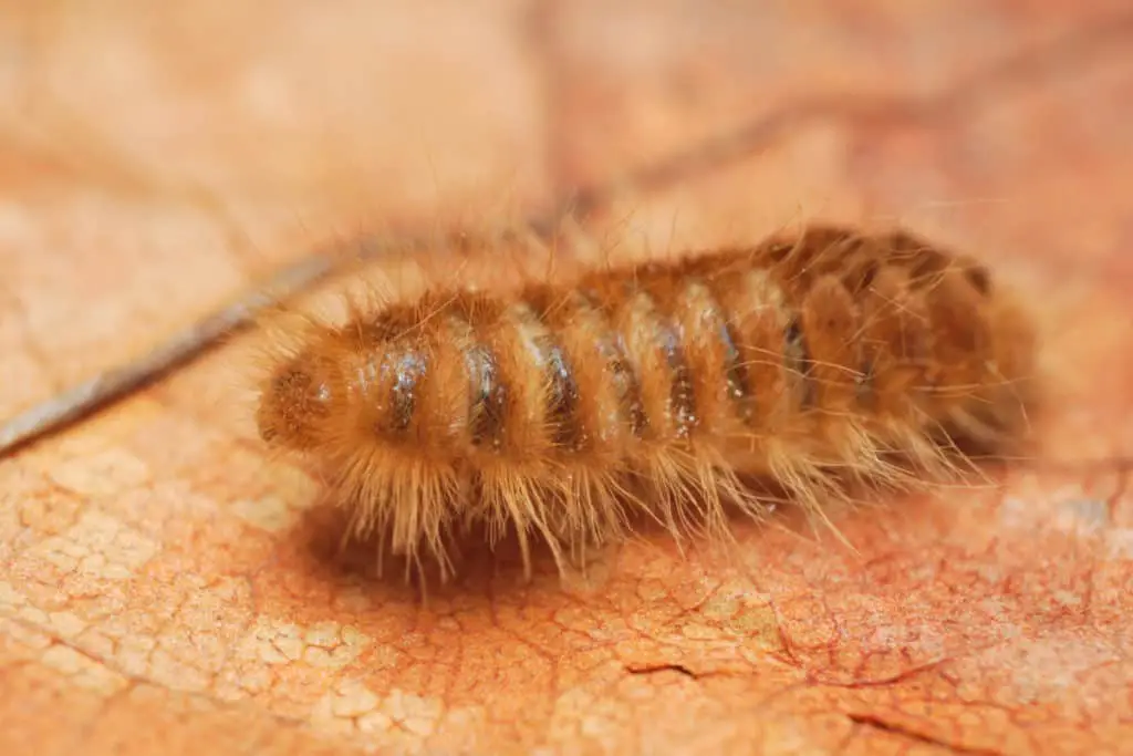 Carpet beetle larvae