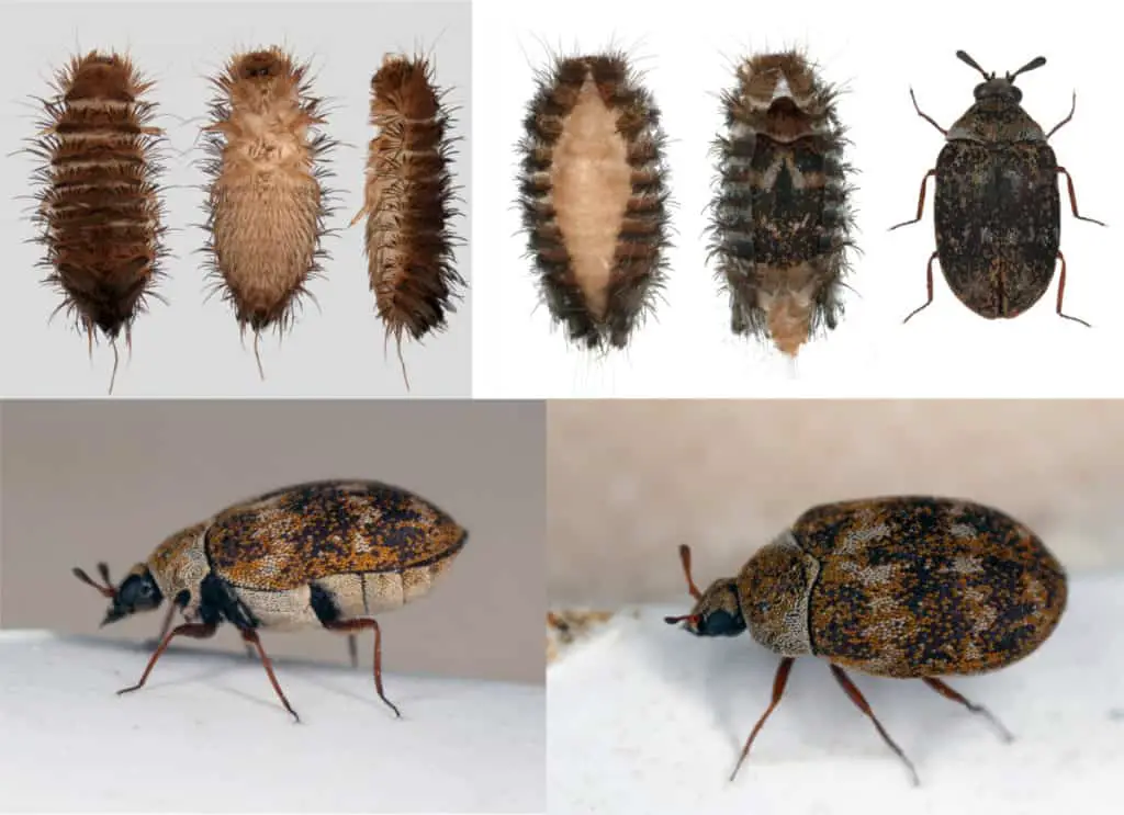 Carpet beetle and larvae chart