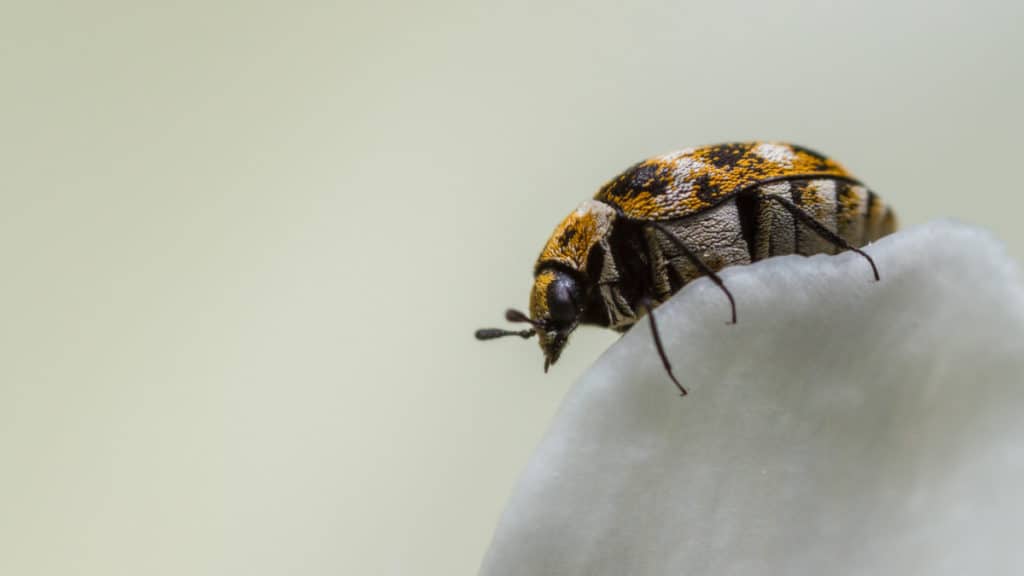 Carpet beetle 