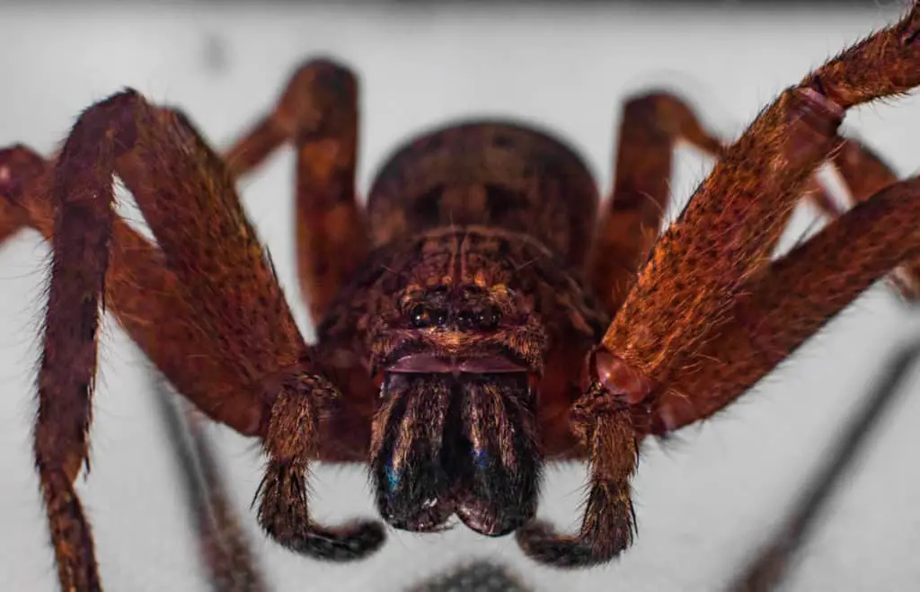 Huntsman spider from Sydney, Australia.
