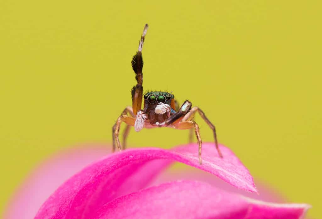 bagheera Kiplingi jumping spider