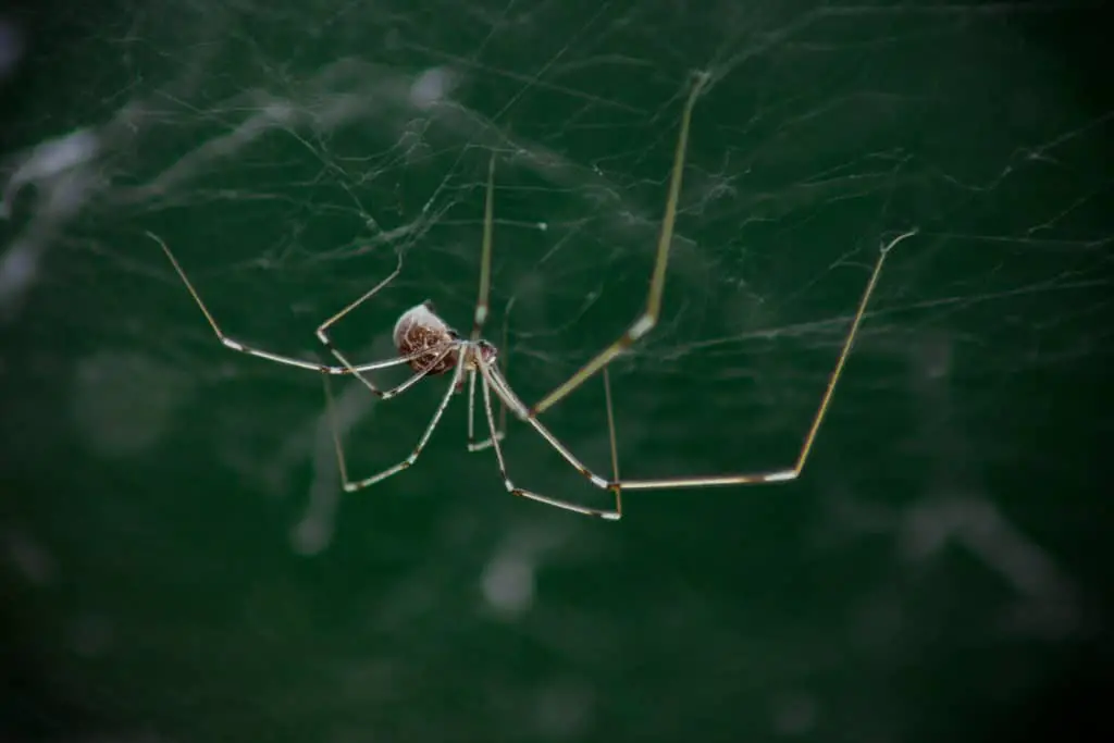 Daddy Long Legs Spider in its web