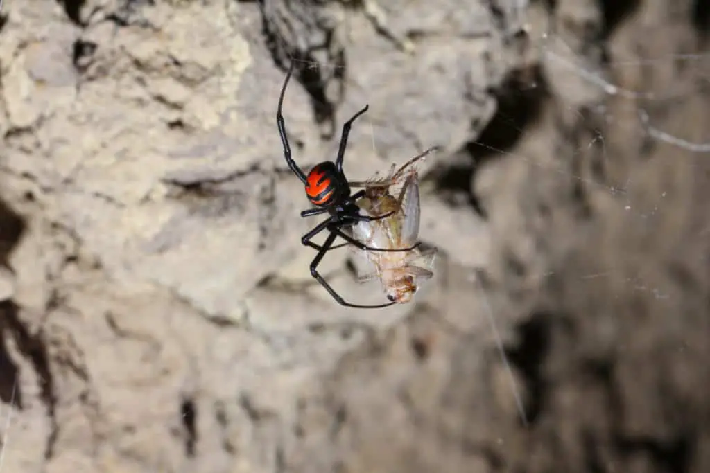 Black Widow spider capturing prey