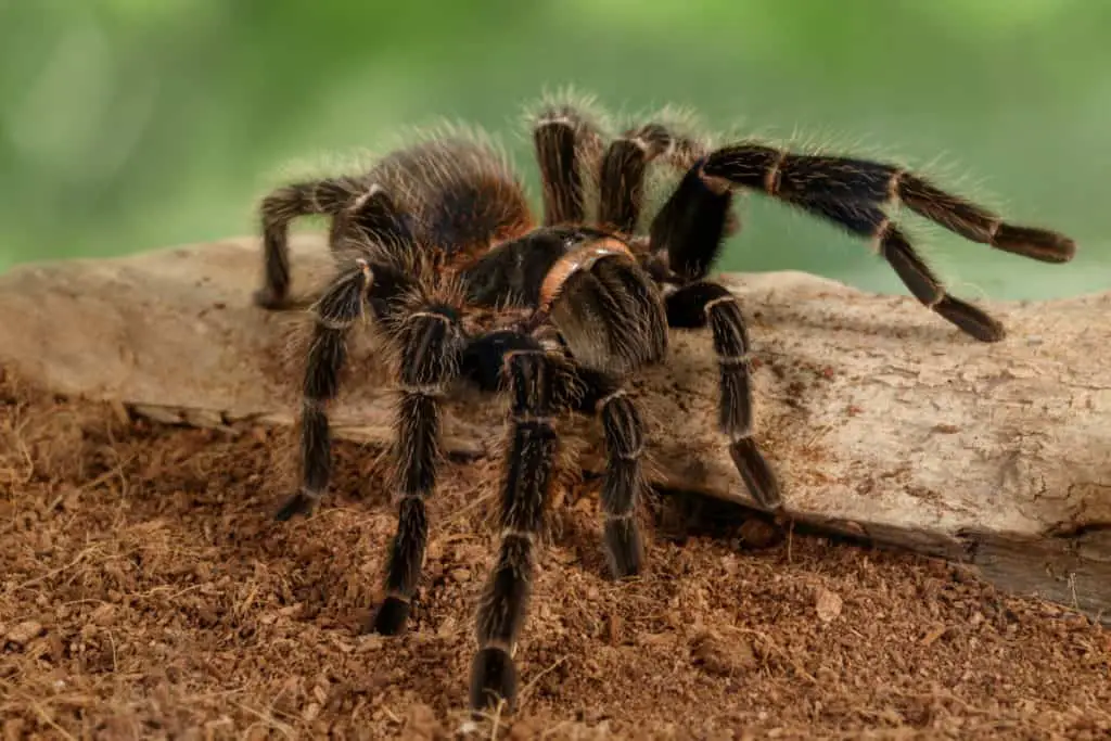 Tarantula goliath bird eating 