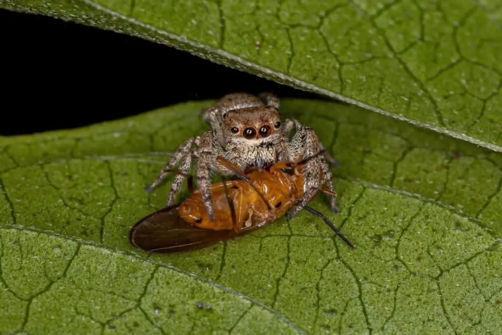 Jumping Spider capturing prey